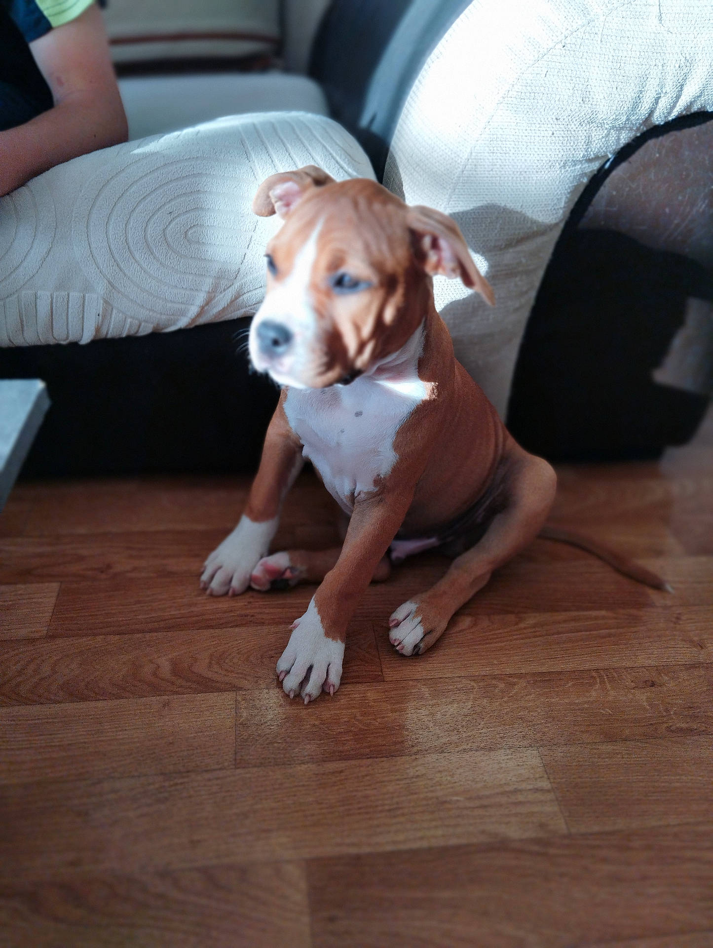 Aïko participe au concours pour gagner de l'argent avec cette photo : animal, brown, canine, couch, dog, ears, fur, home, indoor, light, paw, person, pet, puppy, relaxing, shadow, sitting, white, wooden_floor, young