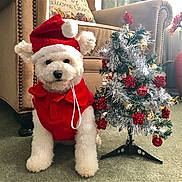 Daisy is registered to the contest to win money with this photo: dog, white_dog, santa_hat, christmas_tree, holiday, red_clothing, indoor, carpet, decorations, ornaments, small_tree, furniture, armchair, pillow, festive, cute, pet, holiday_decor, seasonal, fluffy