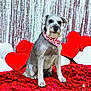 animal, bandana, carpet, cute, decor, dog, fluffy, furry, heart_pattern, heart_shaped_pillows, indoor, pet, plush, portrait, red, schnauzer, silver_backdrop, sitting, valentines_day, white