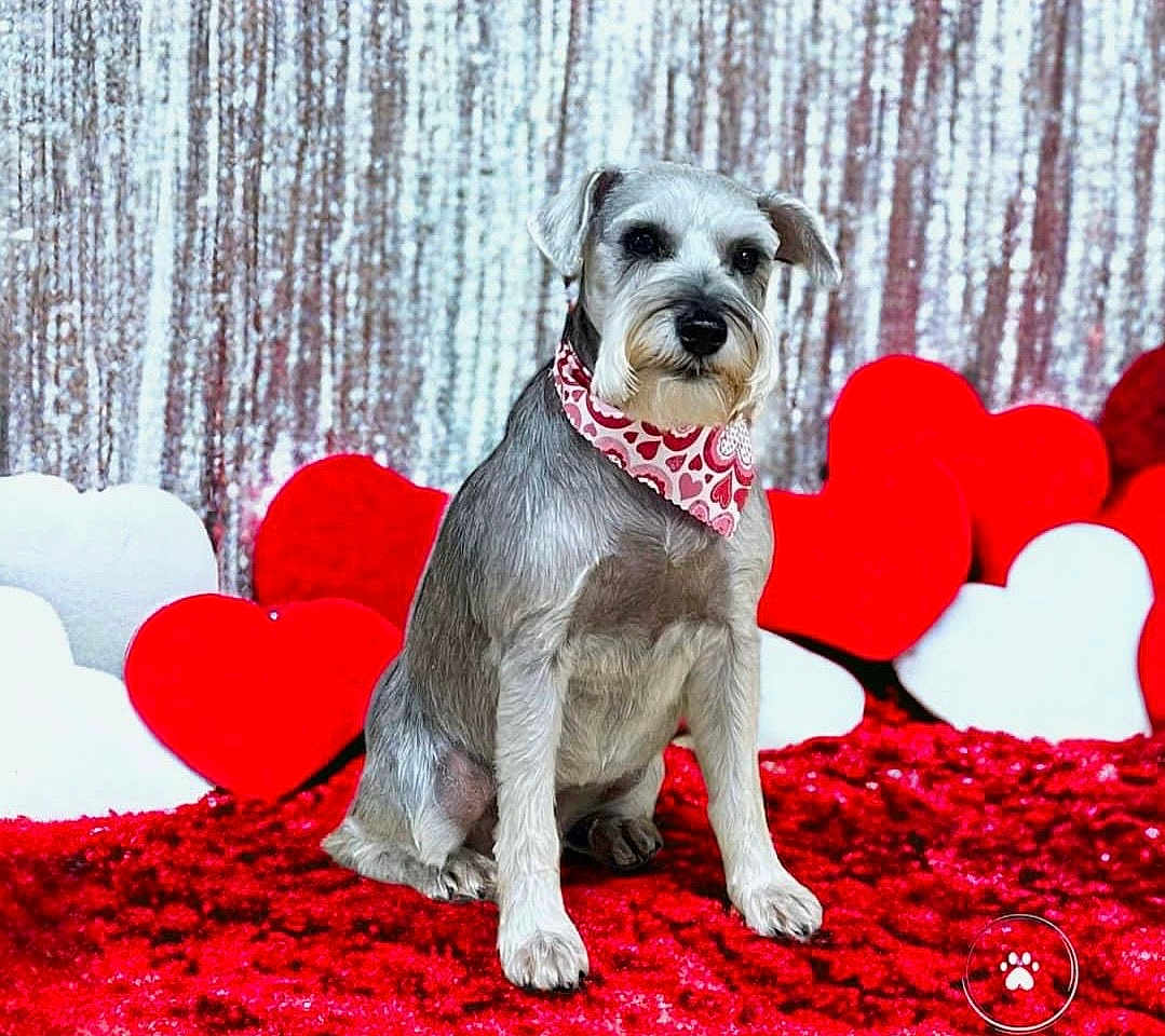 Sophie Grace is registered to the contest to win money with this photo: animal, bandana, carpet, cute, decor, dog, fluffy, furry, heart_pattern, heart_shaped_pillows, indoor, pet, plush, portrait, red, schnauzer, silver_backdrop, sitting, valentines_day, white