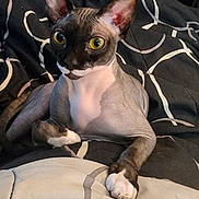 Bishop Nude Law joined the competition — help win amazing prizes! cat, sphynx_cat, hairless_cat, pet, animal, feline, yellow_eyes, large_ears, sitting, bed, bedroom, blanket, bedding, indoor, portrait, closeup, alert, funny, domestic_animal, air_conditioner