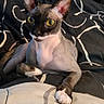 cat, sphynx_cat, hairless_cat, pet, animal, feline, yellow_eyes, large_ears, sitting, bed, bedroom, blanket, bedding, indoor, portrait, closeup, alert, funny, domestic_animal, air_conditioner