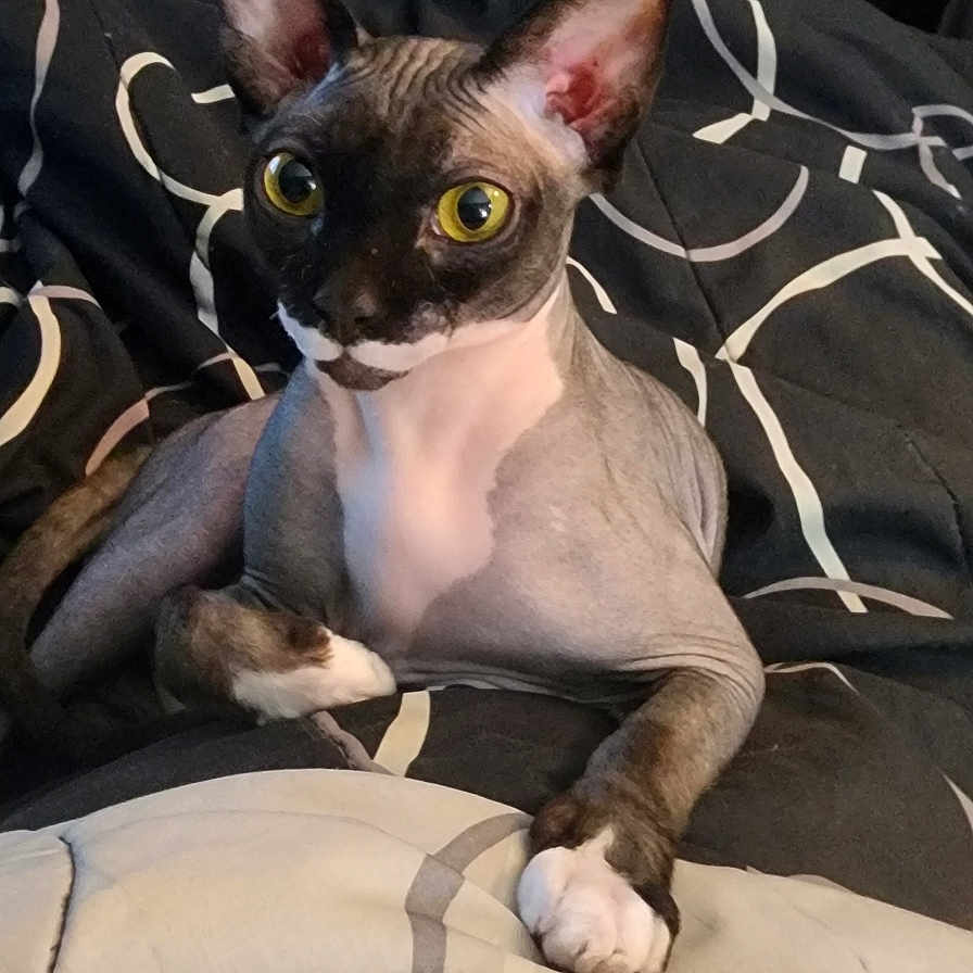 Bishop Nude Law joined the competition — help win amazing prizes! cat, sphynx_cat, hairless_cat, pet, animal, feline, yellow_eyes, large_ears, sitting, bed, bedroom, blanket, bedding, indoor, portrait, closeup, alert, funny, domestic_animal, air_conditioner