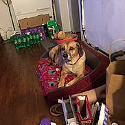 Bella is registered to the contest to win money with this photo: dog, pet_bed, blanket, indoor, wooden_floor, cardboard_boxes, plastic_bottles, paper_bags, household_items, relaxed, brown_dog, collar, flooring, container, storage, living_space, domestic, mammal, resting, cozy