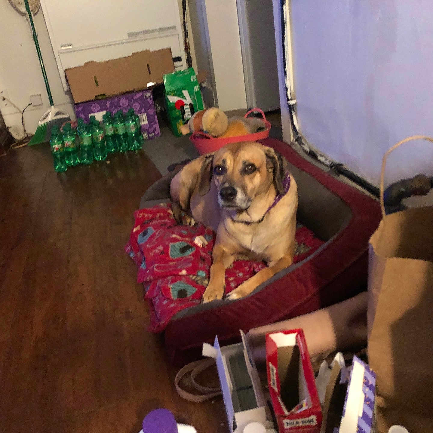 Bella is registered to the contest to win money with this photo: blanket, brown_dog, cardboard_boxes, collar, container, cozy, dog, domestic, flooring, household_items, indoor, living_space, mammal, paper_bags, pet_bed, plastic_bottles, relaxed, resting, storage, wooden_floor