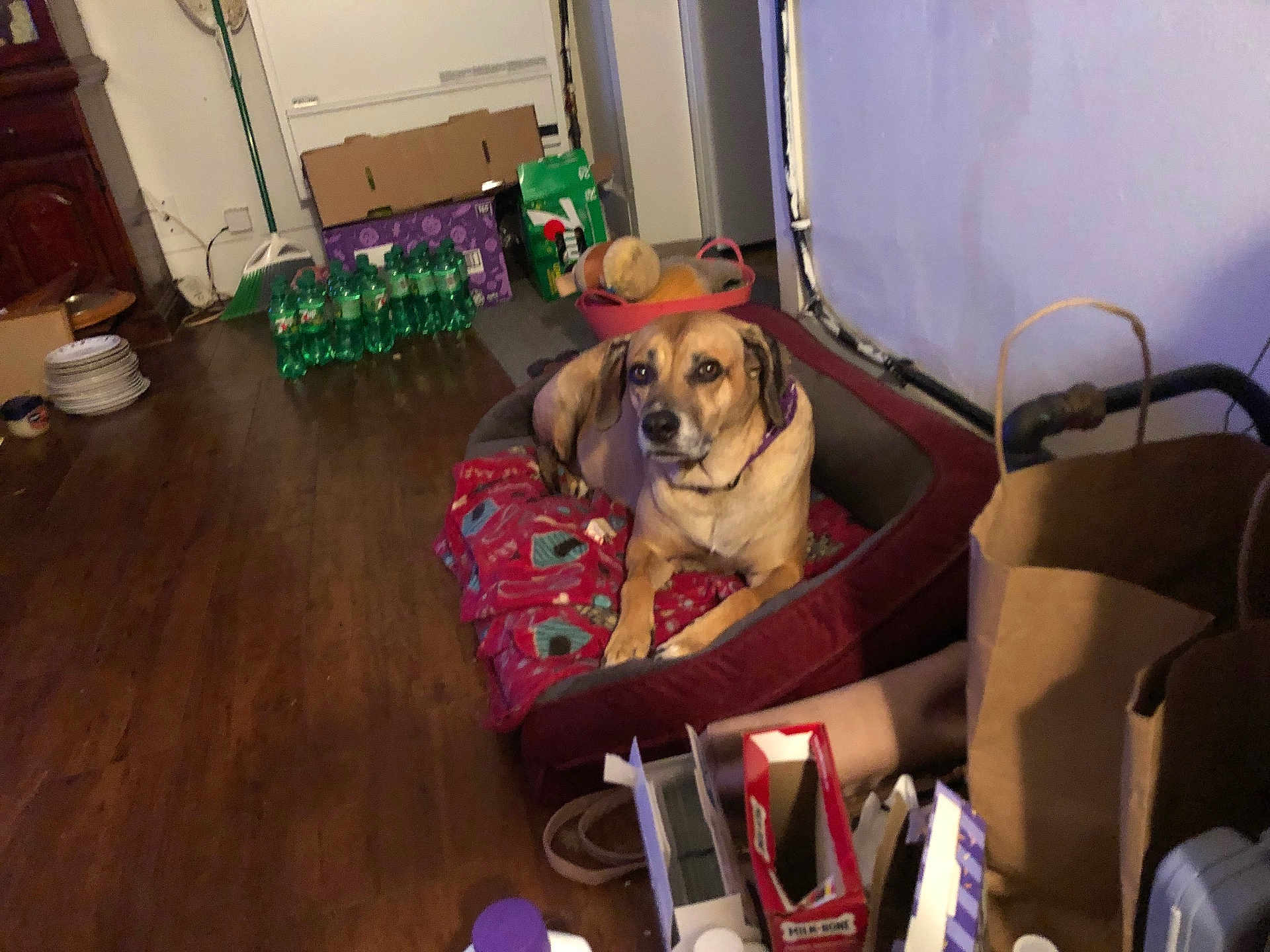 Bella is registered to the contest to win money with this photo: dog, pet_bed, blanket, indoor, wooden_floor, cardboard_boxes, plastic_bottles, paper_bags, household_items, relaxed, brown_dog, collar, flooring, container, storage, living_space, domestic, mammal, resting, cozy