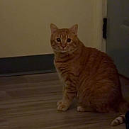 Mac is registered to the contest to win money with this photo: cat, orange_tabby, indoor, wooden_floor, door, wall, pet, animal, sitting, looking, curious, feline, domestic_cat, home, flooring, whiskers, ears, tail, quiet, dim_light