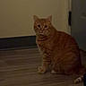 cat, orange_tabby, indoor, wooden_floor, door, wall, pet, animal, sitting, looking, curious, feline, domestic_cat, home, flooring, whiskers, ears, tail, quiet, dim_light