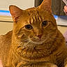 Mac joined the competition — help win amazing prizes! cat, orange_tabby, pet, feline, indoor, close_up, fur, whiskers, relaxed, animal, cute, portrait, domestic_cat, resting, table, wood, curtain, window, person_hand, smartphone