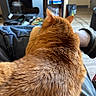 Mac is registered to the contest to win money with this photo: cat, orange_cat, fur, pet, indoor, lap, cozy, relaxing, furniture, television, shelf, blurred_background, home, casual, comfort, animal, domestic, resting, person, jeans