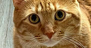 Mac is registered to the contest to win money with this photo: cat, orange_tabby, pet, animal, close_up, whiskers, fur, cute, indoor, looking_up, ears, face, eyes, mammal, domestic_animal, feline, portrait, floor, curious, young