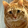 cat, orange_tabby, pet, animal, close_up, whiskers, fur, cute, indoor, looking_up, ears, face, eyes, mammal, domestic_animal, feline, portrait, floor, curious, young