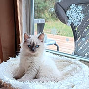 Hermes joined the competition — help win amazing prizes! kitten, cat, blue_eyes, fluffy, pet_bed, window, snowflake_decor, indoor, furniture, curious, white_fur, young_cat, cozy, domestic_cat, animal, cute, relaxed, home, soft, natural_light