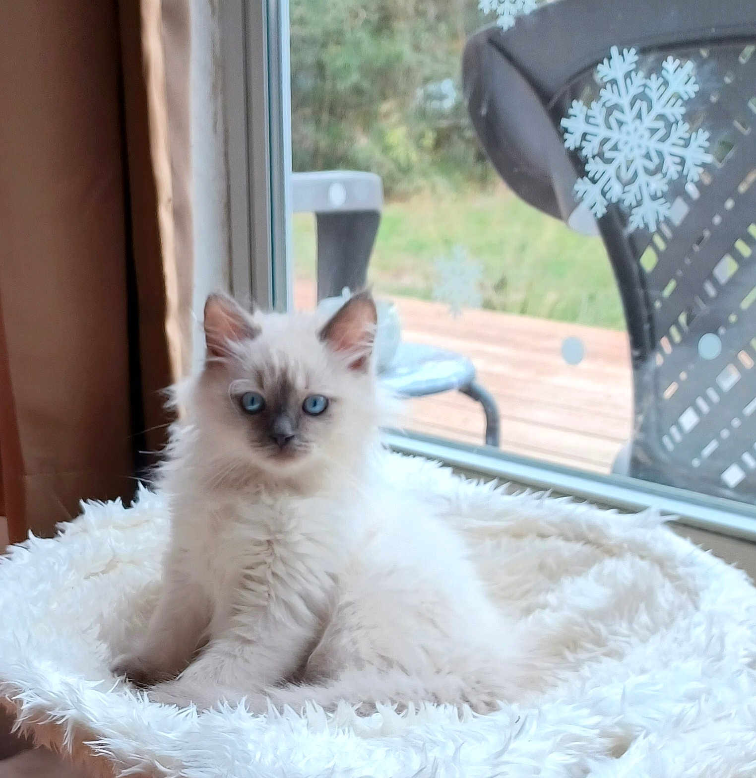 Hermes joined the competition — help win amazing prizes! kitten, cat, blue_eyes, fluffy, pet_bed, window, snowflake_decor, indoor, furniture, curious, white_fur, young_cat, cozy, domestic_cat, animal, cute, relaxed, home, soft, natural_light