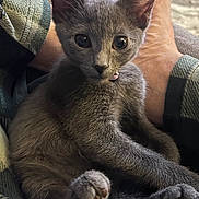 Bela is registered to the contest to win money with this photo: kitten, cat, gray_cat, pet, animal, feline, cute, small, young, paw, ears, collar, indoor, cozy, person, legs, relaxing, closeup, fur, eyes