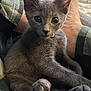 kitten, cat, gray_cat, pet, animal, feline, cute, small, young, paw, ears, collar, indoor, cozy, person, legs, relaxing, closeup, fur, eyes