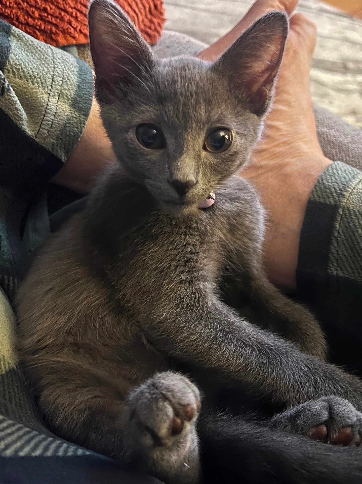 Bela is registered to the contest to win money with this photo: kitten, cat, gray_cat, pet, animal, feline, cute, small, young, paw, ears, collar, indoor, cozy, person, legs, relaxing, closeup, fur, eyes