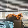 Pumpkin is registered to the contest to win money with this photo: animal, blinds, cat, cozy, cushion, daylight, domestic, feline, home, indoor, orange_cat, pet, quiet, relaxing, resting, seat, shadow, sunlight, window, windowsill