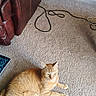 Pumpkin joined the competition — help win amazing prizes! animal, brown_leather_recliner, cable, carpet, cat, cozy, curious, domestic_cat, electrical_outlet, feline, floor, furniture, ginger_cat, home, indoor, living_room, pet, relaxing, resting, wall