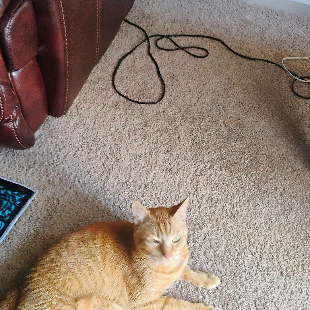 Pumpkin