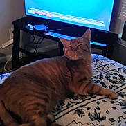 Pumpkin is registered to the contest to win money with this photo: advertisement, advertisement_text, animal, bedspread, cat, couch, cozy, furniture, home, indoor, light, lounging, orange_tabby, patterned_bedspread, pet, relaxed, room, screen, sitting, television