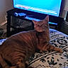 advertisement, advertisement_text, animal, bedspread, cat, couch, cozy, furniture, home, indoor, light, lounging, orange_tabby, patterned_bedspread, pet, relaxed, room, screen, sitting, television