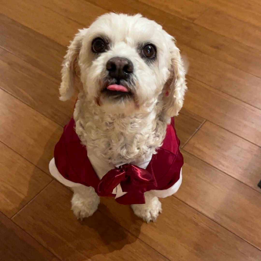 Coco joined the competition — help win amazing prizes! accessories, animal, bison, canine, cockerspaniel, dog, hardwood, hound, indoors, interiordesign, leash, pet, plywood, poodle, puppy, stainedwood, strap, terrier, whitedog, wood