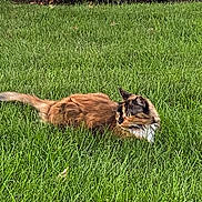 Boo joined the competition — help win amazing prizes! animal, backyard, field, grass, grassland, green, herbal, herbs, jar, lawn, nature, outdoors, park, plant, planter, pottedplant, pottery, vase, vegetation, yard