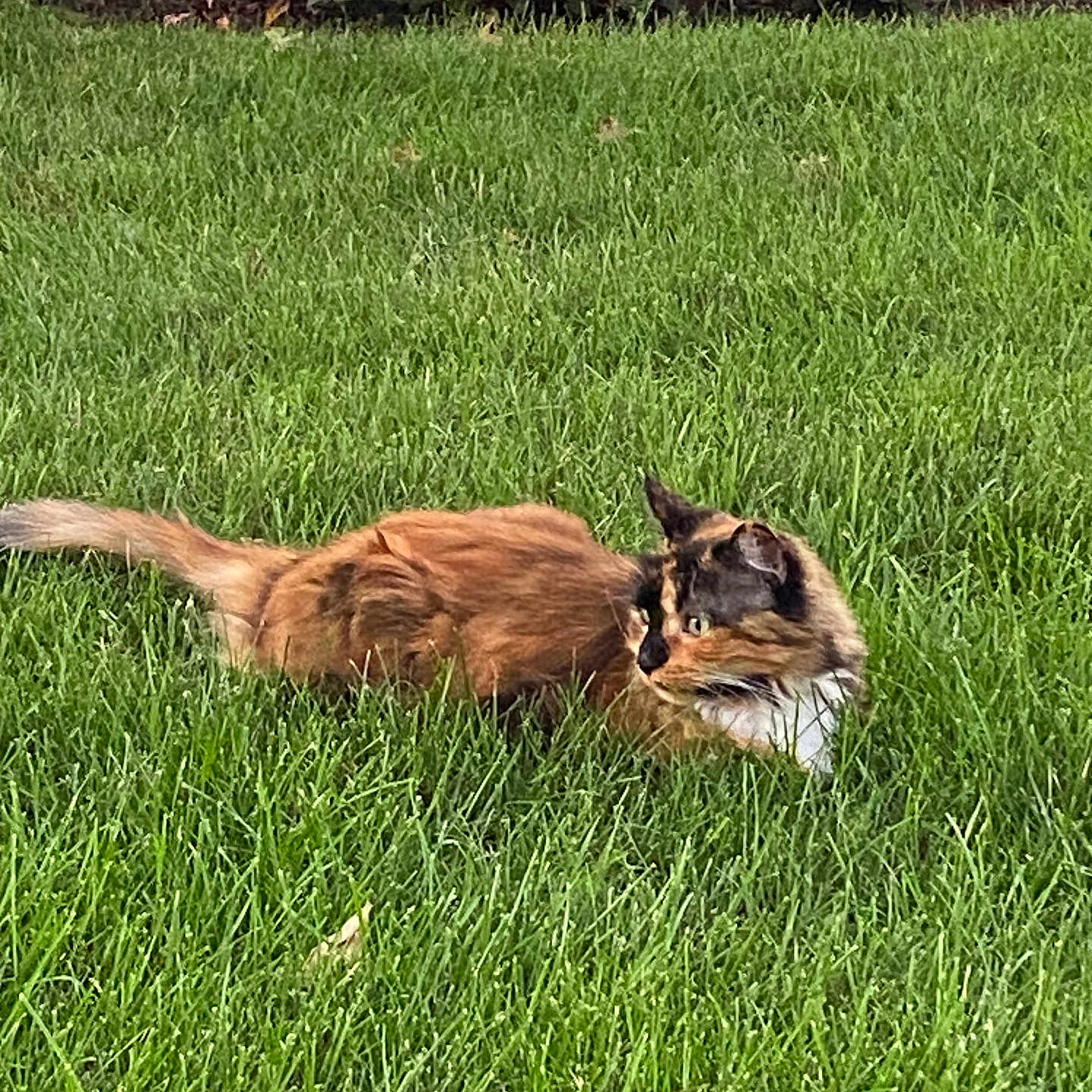 Boo joined the competition — help win amazing prizes! animal, backyard, field, grass, grassland, green, herbal, herbs, jar, lawn, nature, outdoors, park, plant, planter, pottedplant, pottery, vase, vegetation, yard