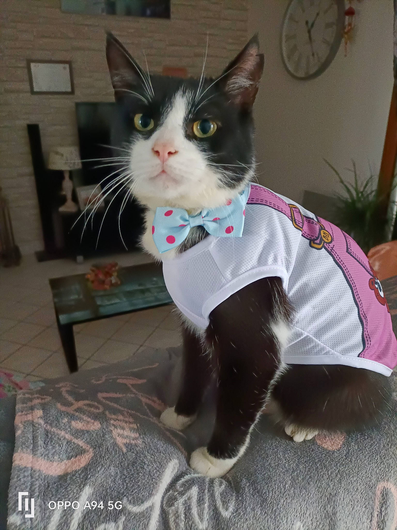 Crapule participe au concours pour gagner de l'argent avec cette photo : bicycle_wheel, carnivore, cat, clock, comfort, domestic_short_haired_cat, felidae, formal_wear, fur, home_accessories, paw, picture_frame, room, sitting, small_to_medium_sized_cats, snout, tail, whiskers, window