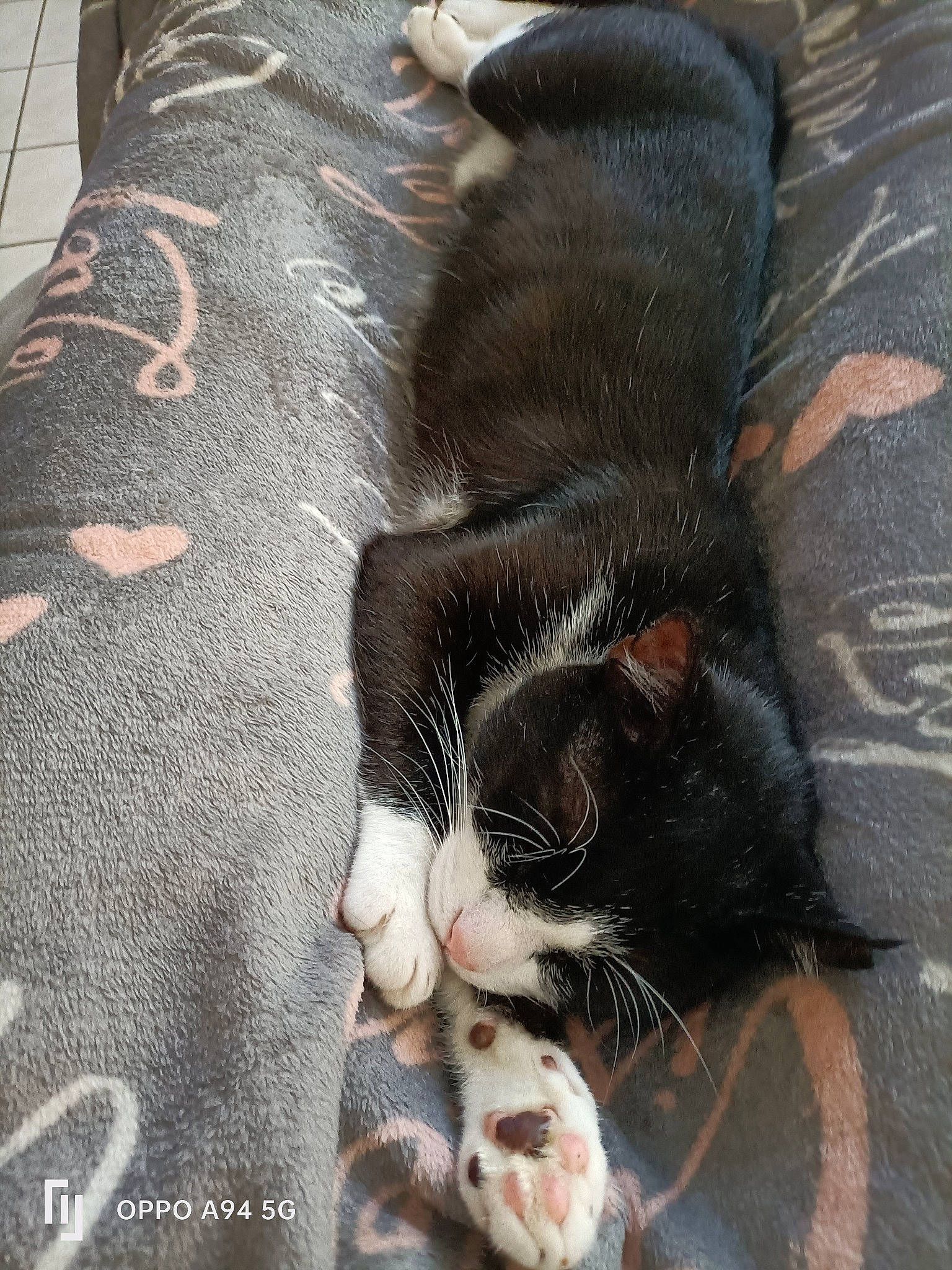 Crapule participe au concours pour gagner de l'argent avec cette photo : black_cat, carnivore, cat, claw, comfort, domestic_short_haired_cat, felidae, foot, fur, grass, grey, human_leg, linens, nap, paw, small_to_medium_sized_cats, snout, tail, textile, whiskers