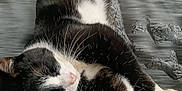Crapule participe au concours pour gagner de l'argent avec cette photo : animal, black_and_white, cat, close_up, companion, cute, domestic, feline, fur, indoor, mammal, paw, pet, relaxed, resting, sleepy, soft, stretching, texture, whiskers