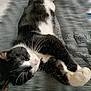 animal, black_and_white, cat, close_up, companion, cute, domestic, feline, fur, indoor, mammal, paw, pet, relaxed, resting, sleepy, soft, stretching, texture, whiskers