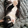 Crapule a rejoint le concours — aidez-le/la à gagner de superbes lots ! animal, black_and_white, blanket, cat, close_up, comfortable, cute, feline, fur, green_eyes, home, indoor, lying_down, paw, pet, playful, relaxed, soft, texture, whiskers