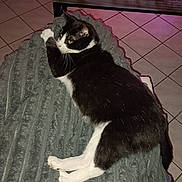 Crapule a rejoint le concours — aidez-le/la à gagner de superbes lots ! alert, animal, black_and_white, blanket, cat, comfort, decor, domestic, feline, fur, glass, home, indoor, paw, pet, relaxed, resting, table, tile_floor, whiskers