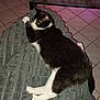 alert, animal, black_and_white, blanket, cat, comfort, decor, domestic, feline, fur, glass, home, indoor, paw, pet, relaxed, resting, table, tile_floor, whiskers