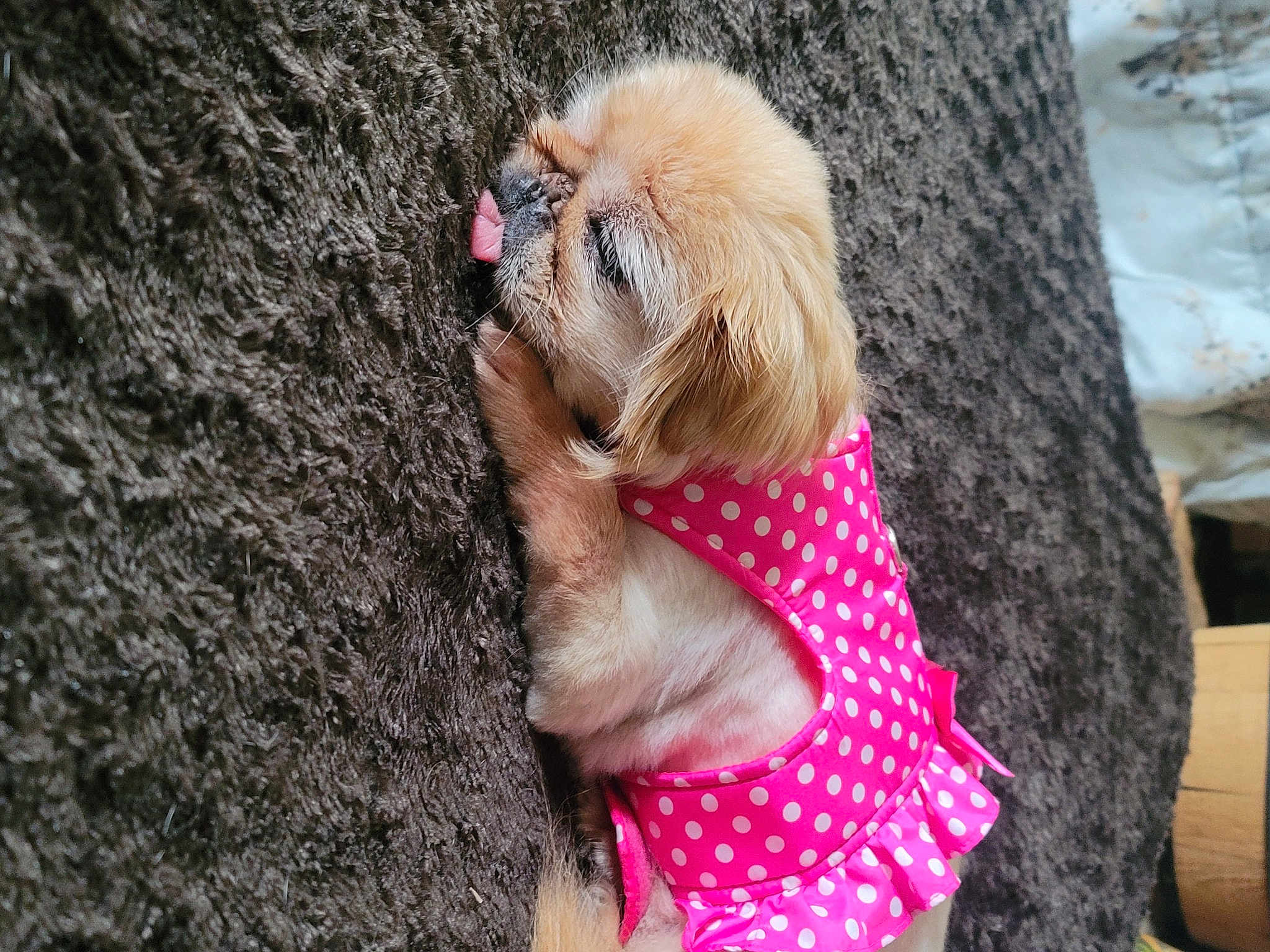 Reba