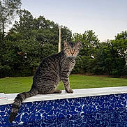 Kitty is registered to the contest to win money with this photo: cat, tabby_cat, animal, pet, outdoor, nature, greenery, trees, grass, pool, blue, pattern, sky, daylight, sitting, feline, whiskers, tail, portrait, serene