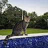 cat, tabby_cat, animal, pet, outdoor, nature, greenery, trees, grass, pool, blue, pattern, sky, daylight, sitting, feline, whiskers, tail, portrait, serene