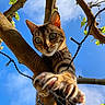 cat, tree, branch, claw, paw, green_eyes, sky, blue_sky, leaves, nature, outdoor, animal, pet, curious, close_up, wildlife, feline, daylight, string_lights, playful