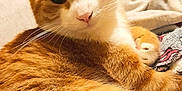Eddie joined the competition — help win amazing prizes! animal, blanket, cat, closeup, cozy, cute, domestic, feline, fur, household, indoor, looking, lying_down, orange_cat, pet, relaxed, resting, soft, whiskers, white_fur
