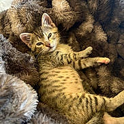Oaklyn joined the competition — help win amazing prizes! kitten, cat, tabby, striped, spotted, fluffy_blanket, brown, sleepy, relaxed, cute, pet, animal, feline, paw, fur, lying_down, cozy, indoor, face, whiskers