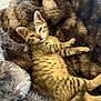 kitten, cat, tabby, striped, spotted, fluffy_blanket, brown, sleepy, relaxed, cute, pet, animal, feline, paw, fur, lying_down, cozy, indoor, face, whiskers
