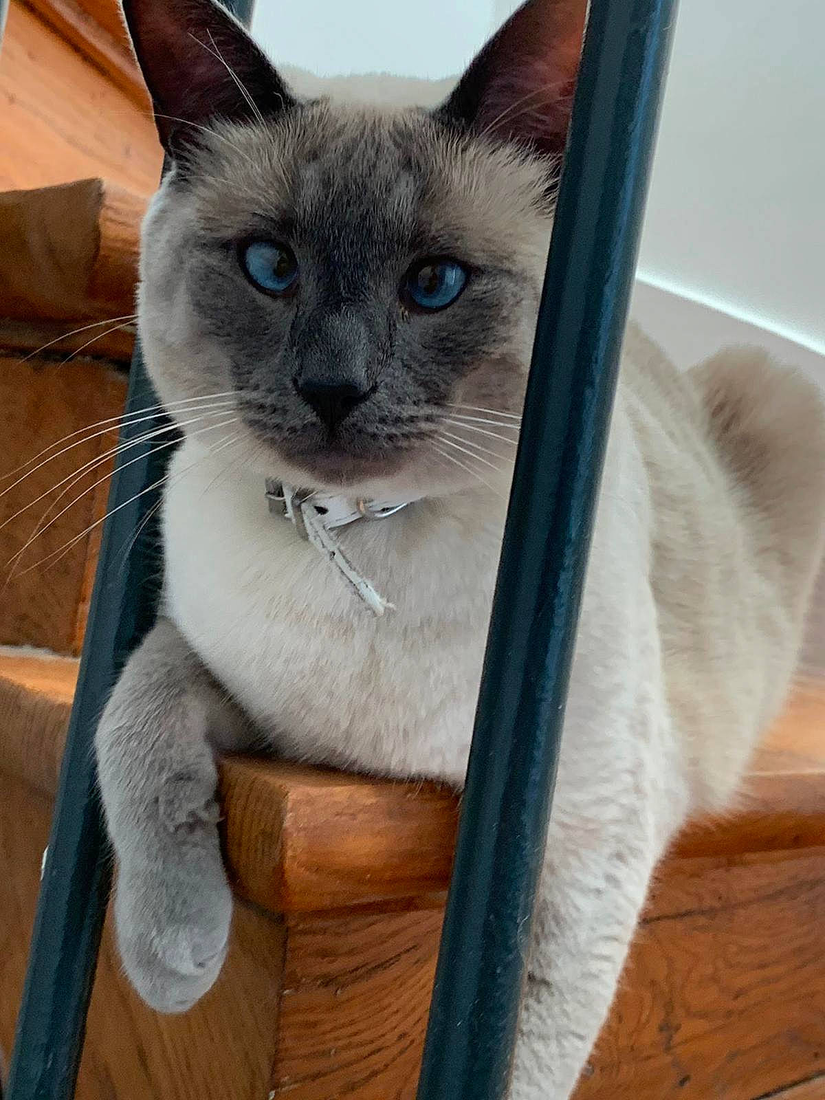Anakin participe au concours pour gagner de l'argent avec cette photo : carnivore, cat, cat_supply, collar, comfort, curious, domestic_short_haired_cat, eye, fawn, felidae, fur, hardwood, pet_supply, siamese, small_to_medium_sized_cats, snout, terrestrial_animal, whiskers, wood