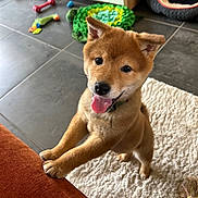 Akira participe au concours pour gagner de l'argent avec cette photo : animal, collar, couch, cute, dog, dog_bed, ears, floor_tile, fur, happy, indoor, nose, pet, pet_toy, playful, puppy, rug, shiba_inu, tongue_out, toy