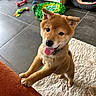 animal, collar, couch, cute, dog, dog_bed, ears, floor_tile, fur, happy, indoor, nose, pet, pet_toy, playful, puppy, rug, shiba_inu, tongue_out, toy