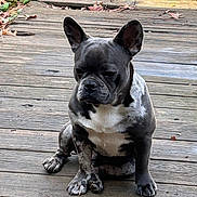 Zeus Berry is registered to the contest to win money with this photo: dog, french_bulldog, sitting, wooden_deck, autumn_leaves, outdoor, pet, canine, animal, fur, ears, paws, snout, portrait, daylight, nature, brown, gray, white, calm