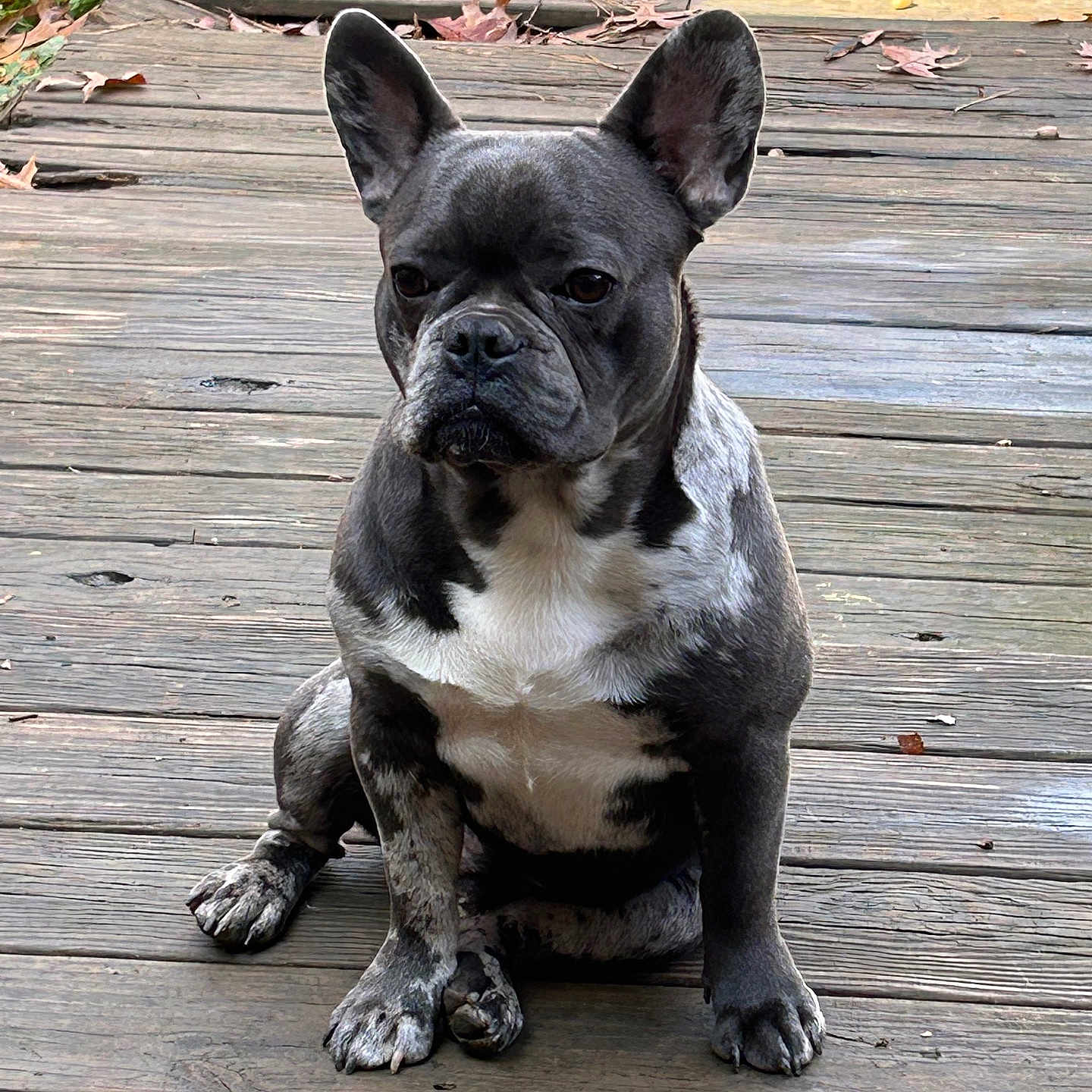 Zeus Berry is registered to the contest to win money with this photo: animal, autumn_leaves, canine, close_up, companion, daylight, dog, ears, fall, french_bulldog, fur, nature, outdoor, paw, pet, portrait, quiet, sitting, still_life, wooden_deck