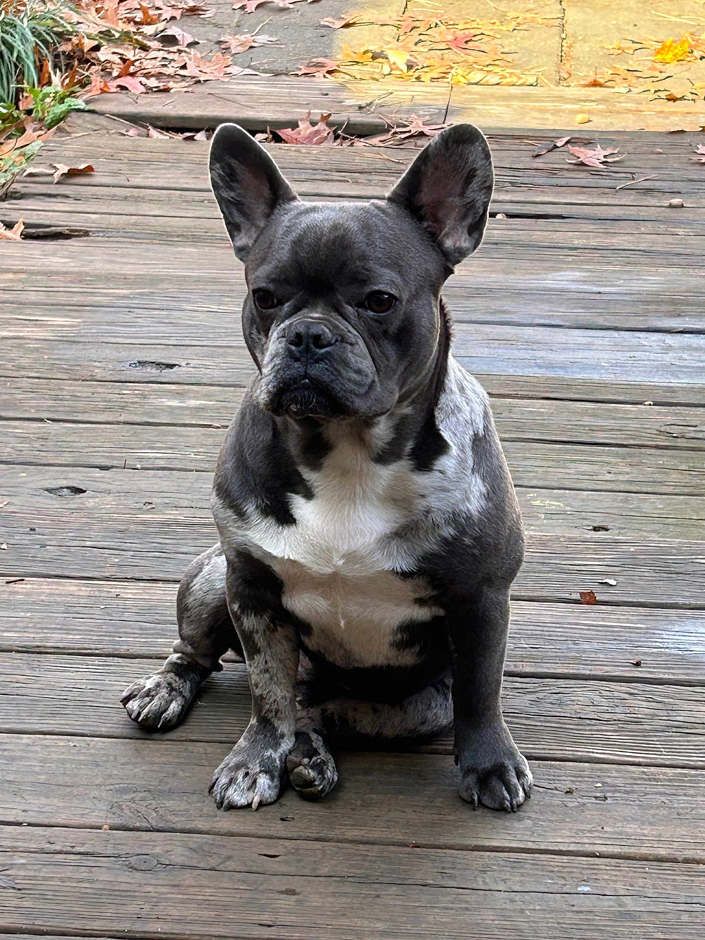 Zeus Berry is registered to the contest to win money with this photo: french_bulldog, dog, pet, animal, outdoor, wooden_deck, fall, autumn_leaves, sitting, fur, ears, paw, canine, nature, daylight, close_up, portrait, quiet, still_life, companion