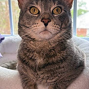 Tony Calderon joined the competition — help win amazing prizes! animal, cat, cozy, domestic_animal, ears, feline, fur, golden_eyes, home, indoor, paws, perch, pet, portrait, relaxed, resting, soft_light, tabby_cat, whiskers, window